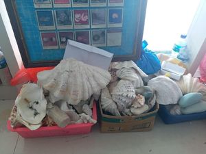 Jangan Ambil Lagi Pasir dan Kerang! Ini Aturan yang Melarangnya Jangan Ambil Lagi Pasir dan Kerang! Ini Aturan yang Melarangnya