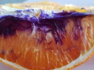 Jeruk Berubah Jadi Ungu di Queensland, Pemerintah Selidiki Penyebabnya