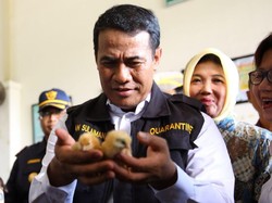 Peternak RI Ekspor Belasan Ribu Bibit Ayam Petelur ke Timor Leste