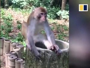 Tutup Hidung Sampai Lap Tangan, Tingkah Kocak Monyet Saat Diberi Durian