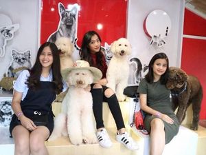 Gemasnya Anjing-Anjing Di Rumah Guguk Lembang Bandung