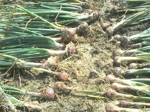 Harga Terjangkau, Bibit Bijih Cocok untuk Petani Bawang