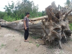 Warga Sleman Temukan Jati Pendem Berusia Ratusan Tahun