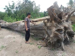Warga Sleman Temukan Jati Pendem Berusia Ratusan Tahun Warga Sleman Temukan Jati Pendem Berusia Ratusan Tahun