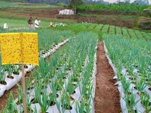 Basmi Hama, Petani Bawang Putih Disarankan Pakai Jebakan Kuning