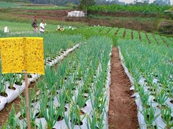 Basmi Hama, Petani Bawang Putih Disarankan Pakai Jebakan Kuning
