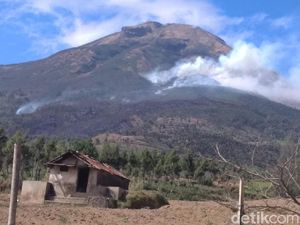Hutan Gunung Sindoro Terbakar, Jalur Pendakian Ditutup Hutan Gunung Sindoro Terbakar, Jalur Pendakian Ditutup
