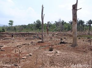 Krisis Kekeringan, Pemprov Jabar Ajak Warga Salat Istisqa Krisis Kekeringan, Pemprov Jabar Ajak Warga Salat Istisqa