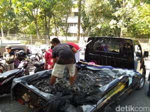 Lepas 10 Ton Lele, Relawan Jokowi: Yang Protes LSM Kurang Gaul Lepas 10 Ton Lele, Relawan Jokowi: Yang Protes LSM Kurang Gaul