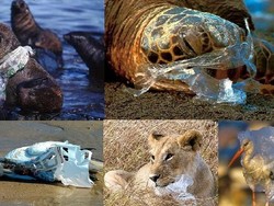 Alasan Menyedihkan Untuk Stop Pakai Kantong Plastik Belanja