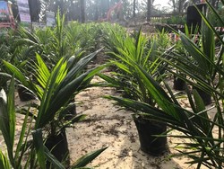 Pemerintah Kucurkan Rp 22 M untuk Peremajaan Sawit di Jambi