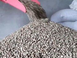 Dolar AS Ngamuk, Petani Kopi Garut Justru Ketiban Untung