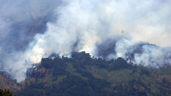 Kawasan Hutan Gunung Sumbing Terbakar