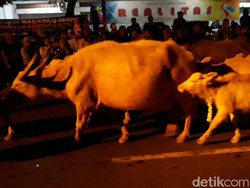 Kebo Bule Keraton Solo, Sejarah hingga Perannya dalam Kirab Malam 1 Suro