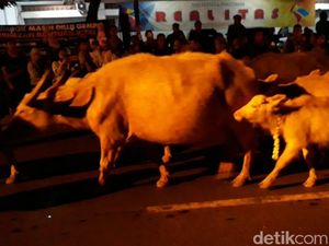 Kebo Bule Keraton Solo, Sejarah hingga Perannya dalam Kirab Malam 1 Suro Kebo Bule Keraton Solo, Sejarah hingga Perannya dalam Kirab Malam 1 Suro