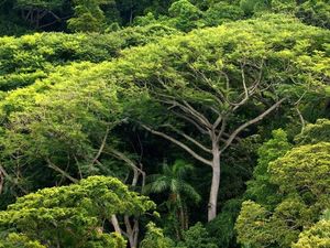 Filantrop Dunia Sumbang Rp 6 T Buat Lindungi Hutan Termasuk di RI