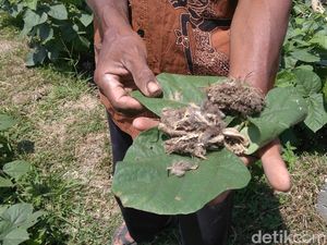 Burung Hantu Jadi Jurus Jitu Petani Purworejo Basmi Hama Tikus