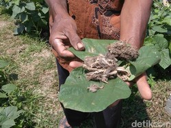 Burung Hantu Jadi Jurus Jitu Petani Purworejo Basmi Hama Tikus
