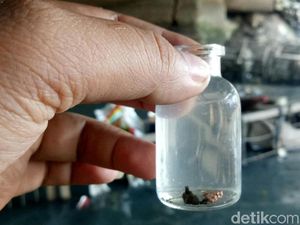 Foto: Ramai-ramai Berburu Emas Harta Karun Sriwijaya