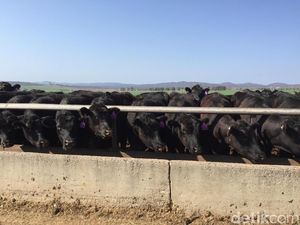 Peternakan Sapi Hitam Terbesar di Dunia Ini Punya 32 Ribu Sapi!