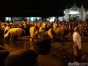 Dua Kisah Kebo Bule, Dikirab di Keraton Solo dan Digeyol di Ponorogo Dua Kisah Kebo Bule, Dikirab di Keraton Solo dan Digeyol di Ponorogo