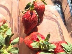 Temuan Jarum Jahit dalam Buah Stroberi Kemasan dari Supermarket