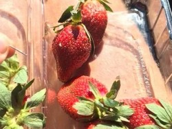 Temuan Jarum Jahit dalam Buah Stroberi Kemasan dari Supermarket