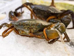 Ini Tiga Cara Memilih Kepiting Segar Agar Jadi Sajian Enak