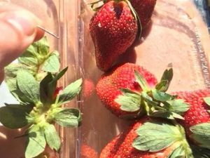 Mantan Pekerja di Queensland Dicurigai Masukkan Jarum ke Stroberi