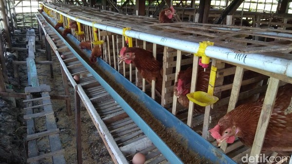 Peternak Ayam Di Lamongan Menjerit Imbas Harga Pakan Melambung