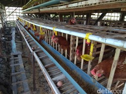 Peternak Ayam di Lamongan Menjerit Imbas Harga Pakan Melambung