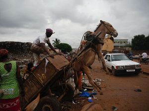 Bukan Pakai Truk, Sampah di Negara Ini Diangkut Keledai