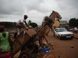 Bukan Pakai Truk, Sampah di Negara Ini Diangkut Keledai