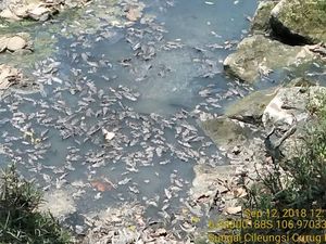 Ribuan Ikan Sapu di Curug Parigi Bekasi Diduga Mati Keracunan Ribuan Ikan Sapu di Curug Parigi Bekasi Diduga Mati Keracunan