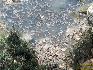 Dinas LH Bekasi: Ikan Sapu di Curug Parigi Mati Akibat Limbah Pabrik Dinas LH Bekasi: Ikan Sapu di Curug Parigi Mati Akibat Limbah Pabrik