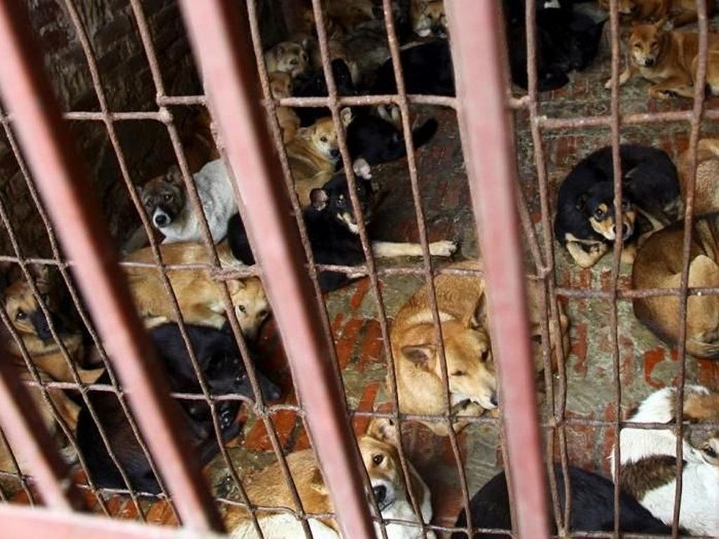 Bupati Karanganyar Akan Temui Pedagang Daging Anjing Hari Ini Bupati Karanganyar Akan Temui Pedagang Daging Anjing Hari Ini
