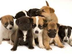 Pemerintah Vietnam Himbau Warganya Berhenti Makan Daging Anjing