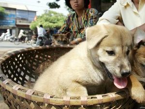 Surat Edaran Kementan: Daging Anjing Bukan Pangan Surat Edaran Kementan: Daging Anjing Bukan Pangan