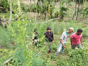 4 Sindikat Pengedar Ganja Ditangkap, 1 Hektare Ladang Dimusnahkan