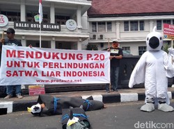 Mulai Sekarang Tolong Berhenti Jual Beli Kakaktua, Ini Alasannya