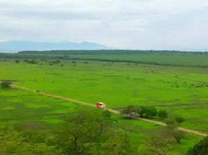 Saat Africa Van Java Sedang Hijau