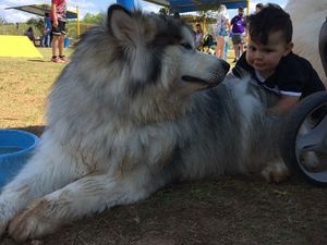 Bikin Gemas! Ekspresi Bocah Saat Bersama Anjing Alaskan Malamute