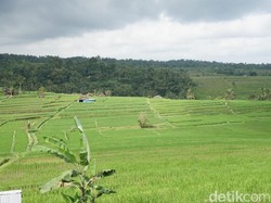 88 Ha Sawah di Boyolali Bakal Dilibas Proyek Tol Yogya-Solo