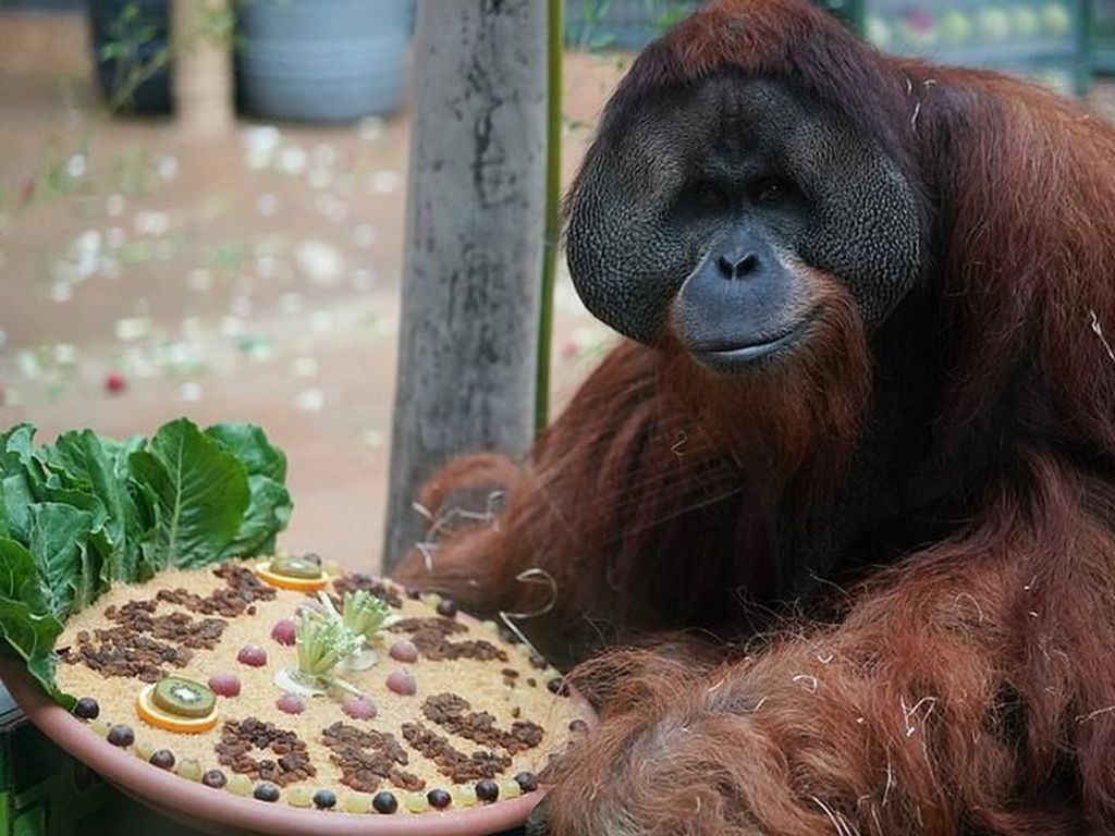 Orangutan Terakhir di Jerman Pindah ke New Orleans