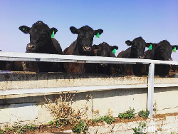Truk Pengangkut Kecelakaan, Sapi Tumpah Ruah ke Jalan
