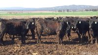Yuk, Lihat Peternakan Sapi Hitam Terbesar Dunia di Australia!
