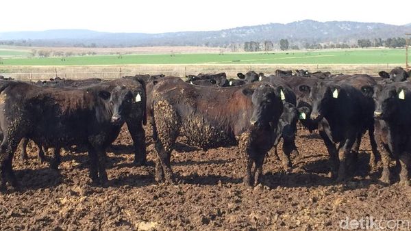Yuk, Lihat Peternakan Sapi Hitam Terbesar Dunia di Australia!