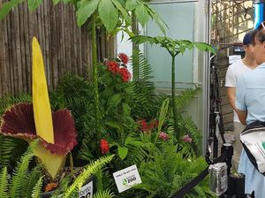 Pertama Kali! Bunga Bangkai Tertinggi di Dunia Mekar di Kanada