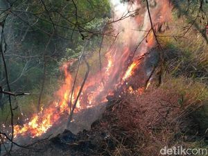 Kebakaran Telah Ludeskan 1.122 Hektare Hutan di Sindoro-Sumbing Kebakaran Telah Ludeskan 1.122 Hektare Hutan di Sindoro-Sumbing