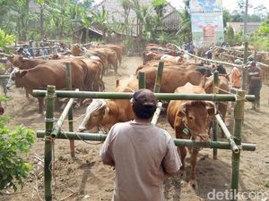 Kementan Klaim Program Indukan Sapi Beri Nilai Tambah Rp 19 T Kementan Klaim Program Indukan Sapi Beri Nilai Tambah Rp 19 T